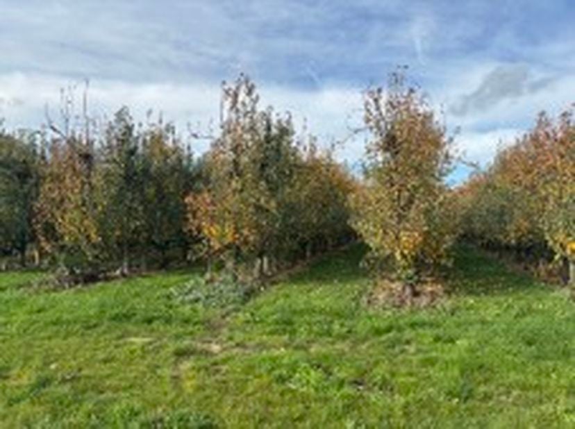 LOT 6: PERCEEL GROND -<br />
Ter plaatse genaamd "HURBEEK", sectie B nr. 140P0000, met een oppervlakte van 35a 20ca.