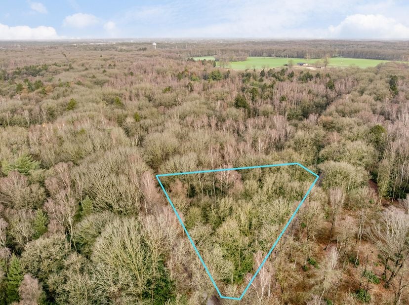 Te koop: Bosgrond van ca. 3.812 m² aan de Koersdreef, Wuustwezel. Historisch gelegen in het hart van Gooreind.<br />
Op zoek naar een stuk rust en nat