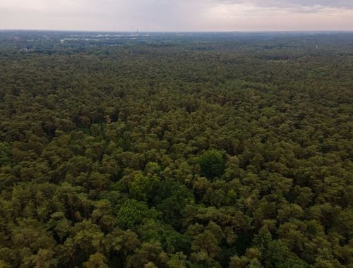                                         Bois à vendre à Kasterlee, € 10.000
