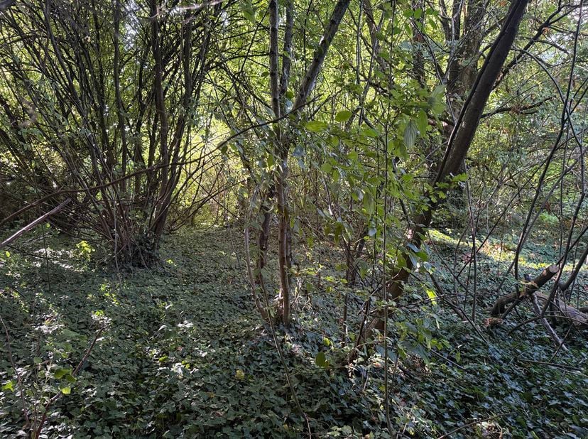 À la recherche d'un cadre de vie paisible ? Découvrez ce magnifique terrain boisé constructible d'une superficie approximative de 1 500 m², situé à Br