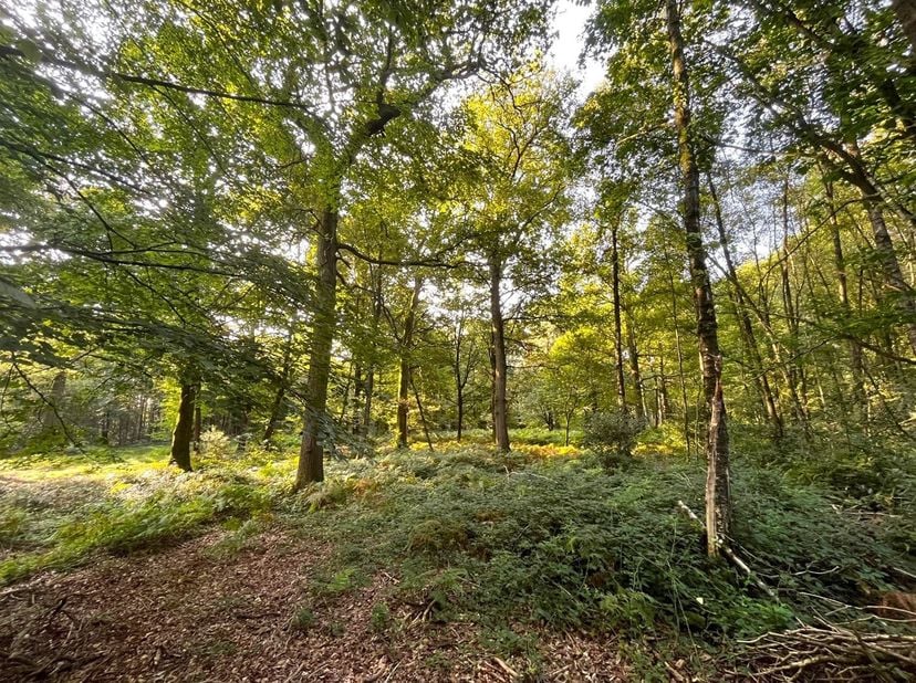 Prachtig hardhoutooibos van meer dan 17 ha.<br />
Het bestaat uit een oud loofbos (eik, beuk, Amerikaanse eik, kastanje, populier) van 12 ha. Inventa