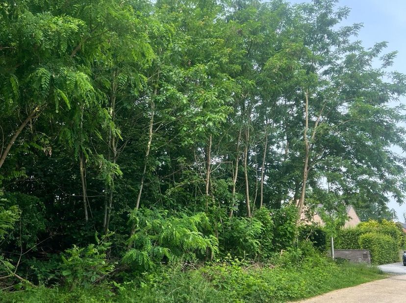 Ruime bouwgrond (1.181 m²) voor open bebouwing - rustig gelegen in Linkhout (Lummen).<br />
<br />
Op zoek naar de ideale plek om jullie droomwoning t