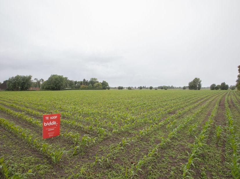 DEUX PARCELLES DE TERRES - <br />
<br />
Deux parcelles de terres, idéalement situées près de la Noordmiddenstraat, connues localement sous le nom de
