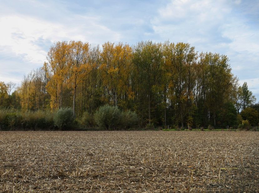 Terrain à vendre
                    à 9860 Oosterzele
