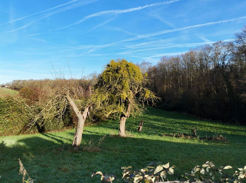 Très beau terrain à l'état de prairie et verger situé rue de l'Arbre saint-Michel.<br />
Superficie : 1120m². Il est situé en zone d'habitat et en zo