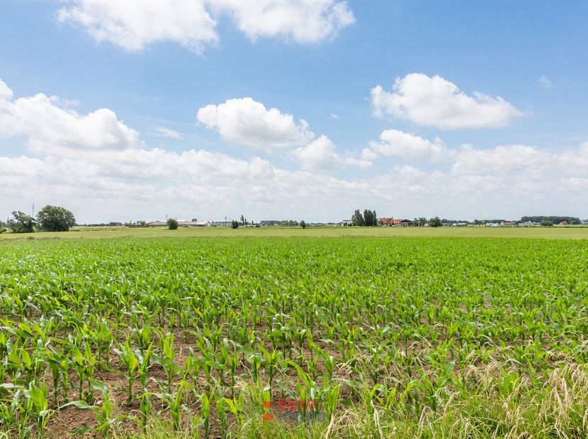 Dit perceel bouwgrond met een oppervlakte van maar even 1.298m² (!) ligt in de deelgemeente Brielen én heeft daardoor een super rustige locatie!&amp;nbsp;