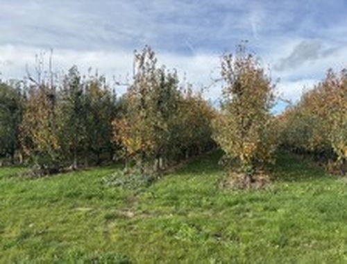                                         Terrain à vendre à Duras, € 8.000
