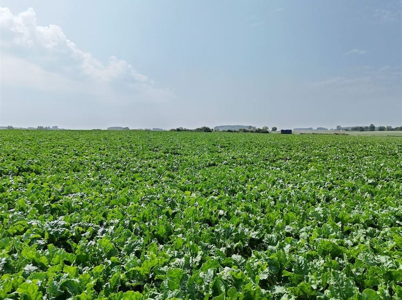 3 prachtige percelen grond van in totaal 6 ha 35 a 94 ca.<br />
Bodem van zeer goede kwaliteit.<br />
Elk perceel kan apart verkocht worden.<br />