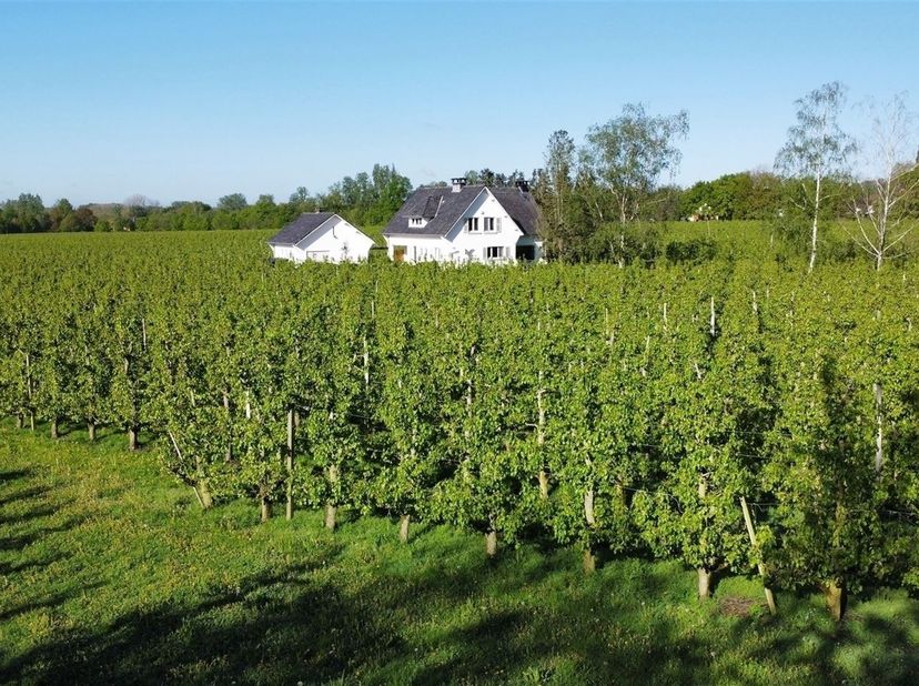 Deze klassieke villa werd gebouwd in ±1966 en resulteerde in een mooie gezinswoning. Via de inkomhal met gastentoilet bereiken we de aangename leefrui