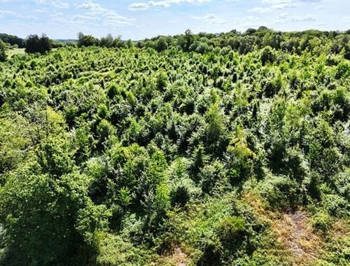                                         Bos te koop in Franchimont, € 35.500
