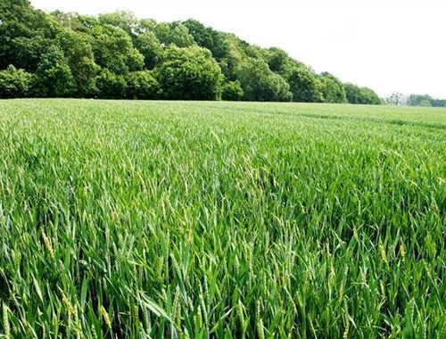                                         Landbouwgrond te koop in Evelette, € 885.000
