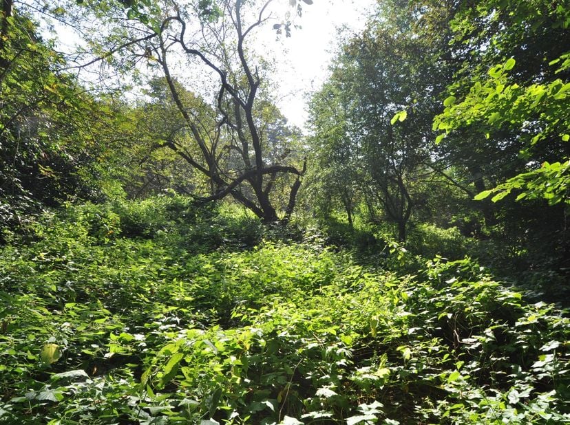 Dit perceel bouwgrond (zonder bouwverplichting) van ca. 994m² is gelegen in een groene residentiële omgeving op een steenworp van het centrum van Mell