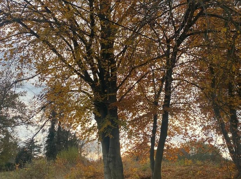 Terrain à vendre
                    à 3020 Herent