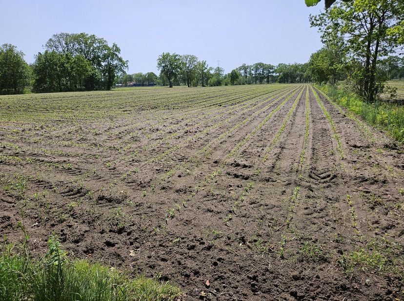 Goed gelegen landbouwgrond met een aaneengesloten totaal oppervlakte van 3,4ha gelegen te Olmen (Balen)<br />
Zeer goed bereikbaar via de Klaashoevenw