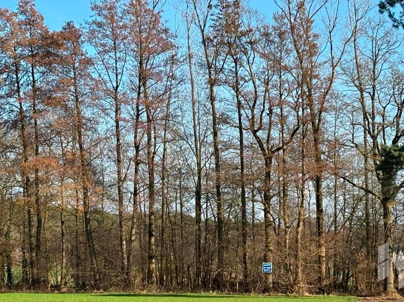 PANHOVENSTRAAT  3990 PEER<br />
<br />
Zeer mooi perceel bos, met een oppervlakte van 5195m, gelegen in agrarisch gebied, voorzien van mooie eiken bom