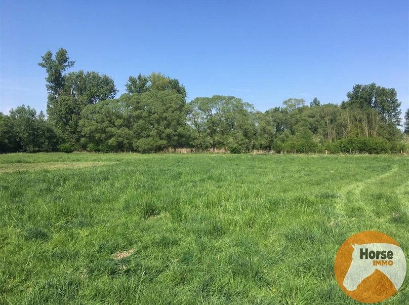 DENDERLEEUW - Goed bereikbare weide van 1,6HA<br />
Op de weide staat een schuilhok met een afsluitbare zadelkamer. <br />
De weide is volledig afgesl