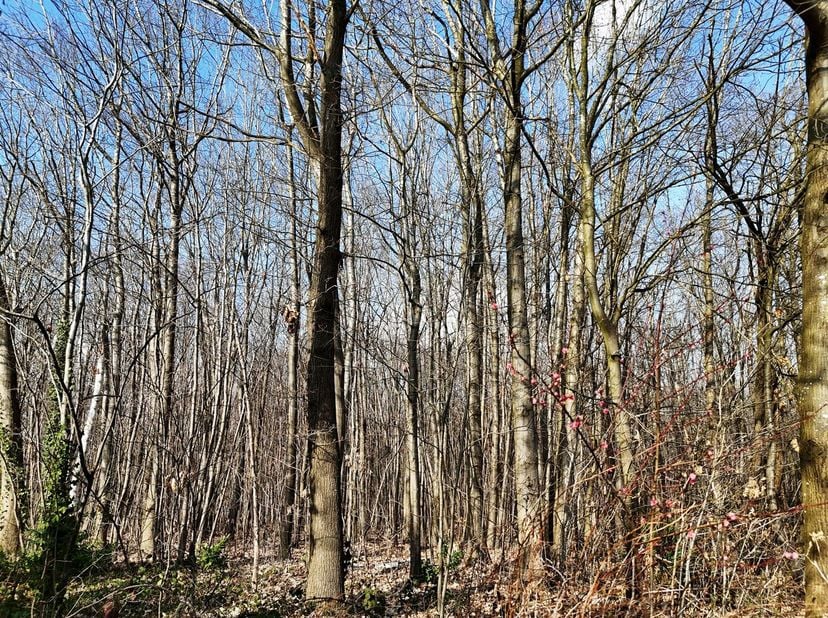 Aantrekkelijk loofbos met zeer gemakkelijke toegang, met een oppervlakte van 8 ha 06 a 91 ca.<br />
Het bestaat uit een goed onderhouden loofbos van