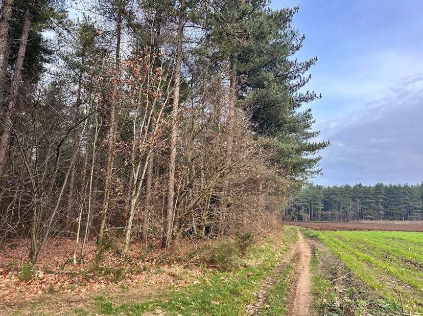 Deze rustig en mooi gelegen bosgrond is ideaal voor wie op zoek is naar natuur, privacy en ontspanning. Een prachtige plek om te genieten van rust en