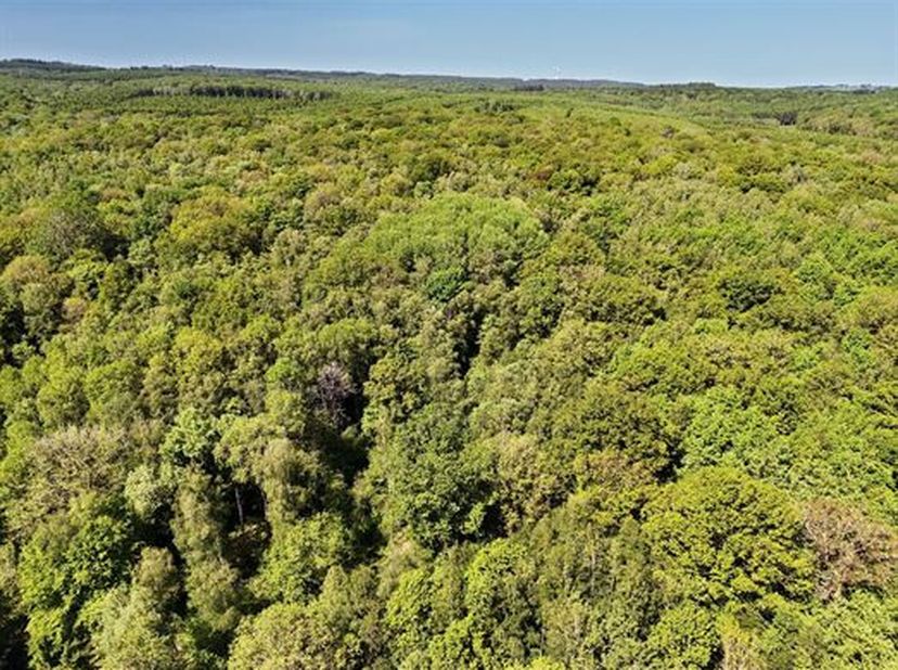 Een prachtig bosrijk domein van 58 hectare in één blok, met een opmerkelijke natuurlijke omgeving.<br />
Dit landgoed heeft fijne loofbossen, naaldbos