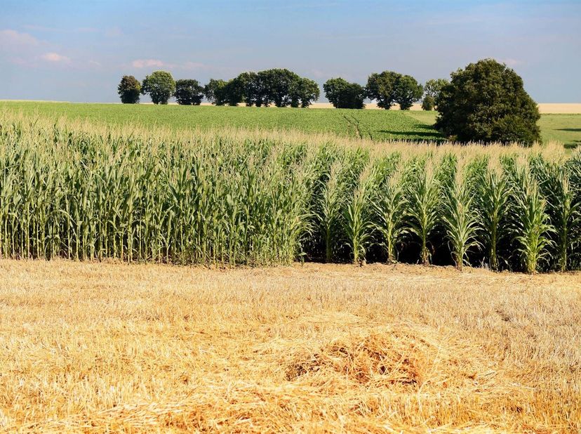 Uitzonderlijk landgoed van +/- 55 hectare bos, landbouwgrond en weiden nabij Overijse, aan de rand van Brussel.<br />
Dit landgoed, dat zelden op de m