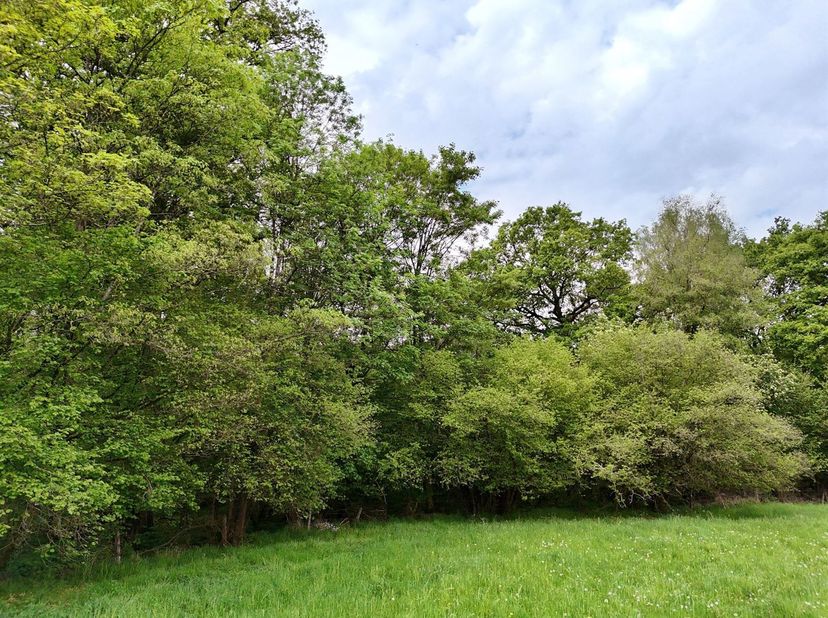 2 prachtige beboste gebieden van in totaal 19 Ha 16 a 73 ca.<br />
Ze bestaan voornamelijk uit eiken en andere loofbomen, evenals een populierenplant