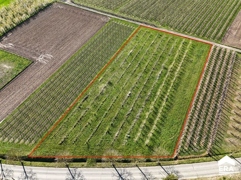 Terrain à vendre
                    à 3800 Gelinden
