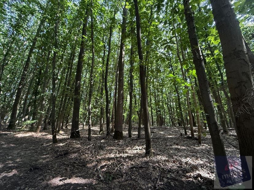 Op zoek naar een eigen stukje groen waar rust en natuur centraal staan? In de Voornstraat in Houthalen-Helchteren bevindt zich dit bosperceel van circ