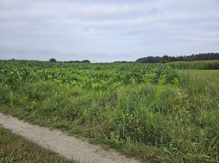 Terrain à vendre
                    à 3680 Neeroeteren