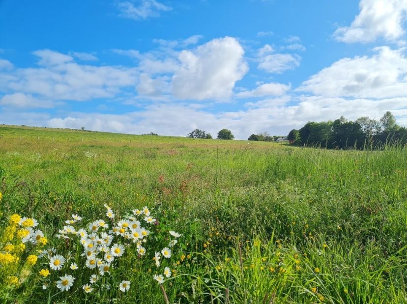 Mooi gelegen bouwgrond met een oppervlakte van 21 are en 06 centiare, gelegen te Berguème, een gehucht nabij Tenneville en Bastogne. &lt;br /&gt;
&lt;br /&gt;
Bre