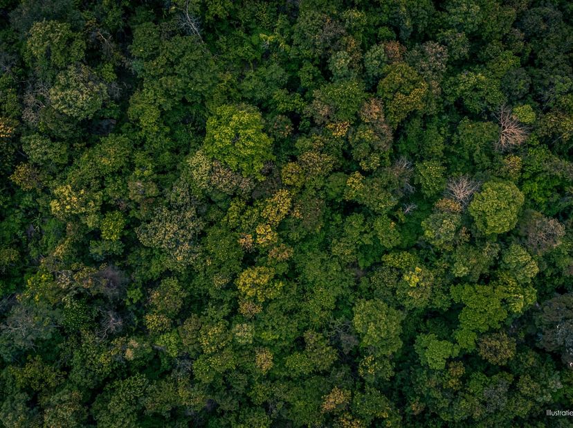Uniek gelegen stuk bosgrond (9.860 m²) op de grens van Merelbeke-Melle en Heusden. Ben je op zoek naar een uniek stuk natuur om van te genieten? Wij b
