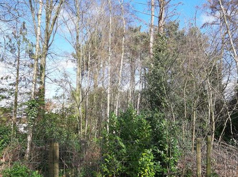 Perceel bouwgrond voor halfopen bebouwing ,in goedgekeurde verkaveling met perceelbreedte 12,50m en 47,21 m diep, oppervlakte 590m2&lt;br /&gt;
Gelegen in L