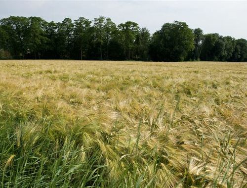                                         Landbouwgrond te koop in Thy-le-Château, € 77.000
