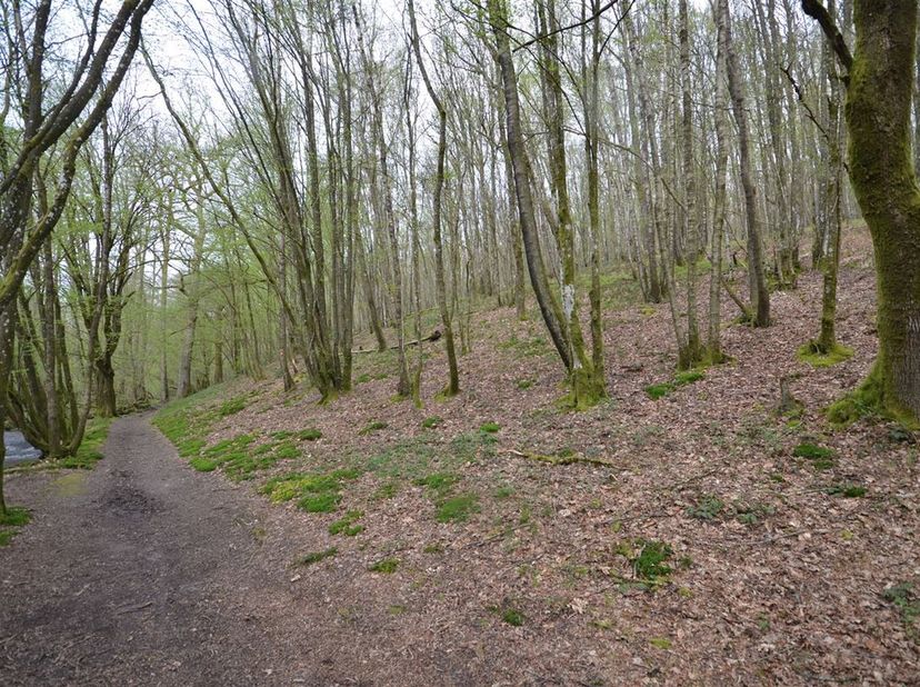 À vendre vaste propriété en nature de taillis  entièrement boisée et en zone forestière d&#039;intérêt paysager. Environ 160 m3 à l&#039;hectare de bois de chau