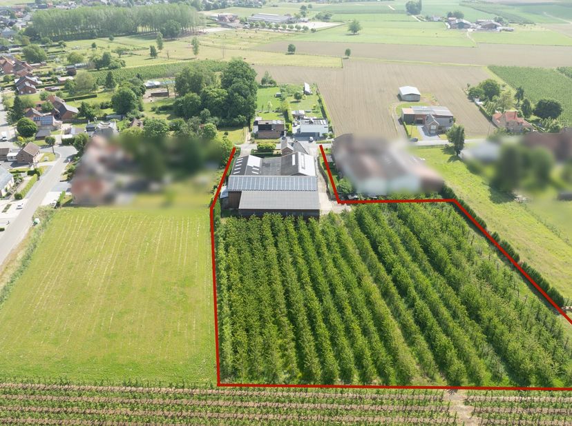 In het landelijke Alken, op Musstraat 12, bevindt zich deze unieke open bebouwing met achterliggende fruitloodsen en landbouwgronden gelegen op 1,1 he